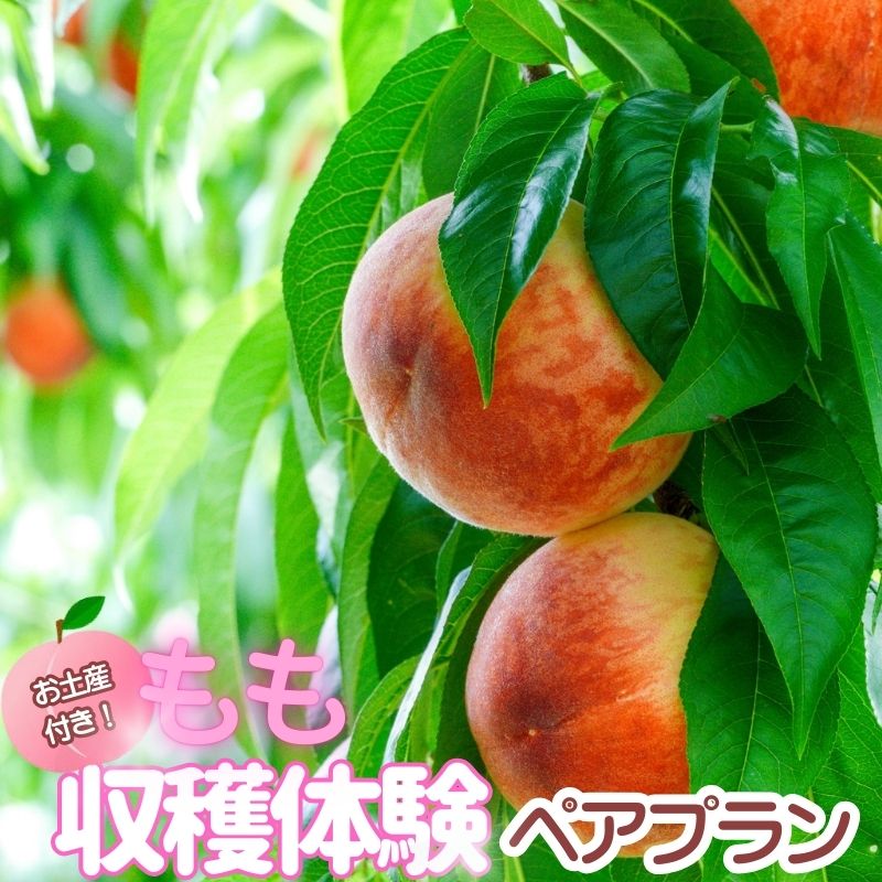 【ふるさと納税】お土産付き 収穫体験ペアプラン 2名まで / あおぞらふぁーむ 桃 完熟 かつらぎ町 高野山 和歌山県 体験型返礼品 収獲体験 体験 もも【aozf012】