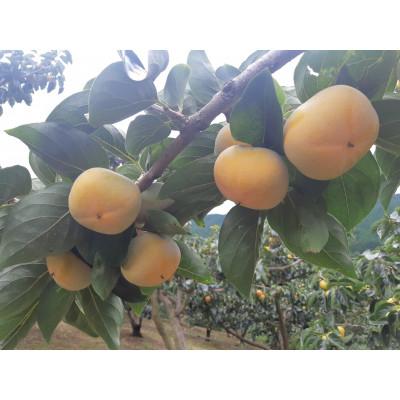 ふるさと納税 橋本市 【先行受付】和歌山県産(刀根早生)贈答用3kg |  | 01