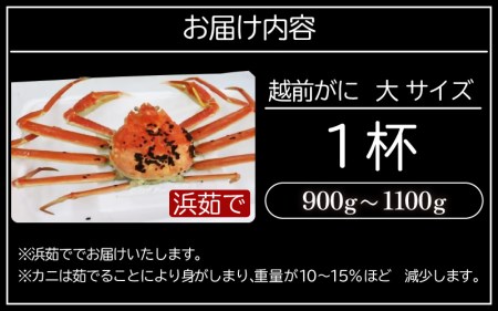 越前がに本場の越前町からお届け！越前がに 浜茹で 大サイズ（生で0.9～1.1kg） × 1杯【1月発送分】【かに カニ 蟹】【福井県 越前町 雄 ズワイガニ ボイル 冷蔵 越前ガニ 越前かに 越前カ