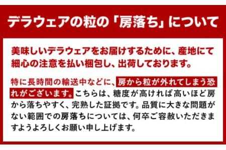 【先行予約】デラウェア ぶどう 約1kg 4～8房 フルーツ 果物《2026年6月中旬-7月上旬頃出荷》デラウェアデラウェア