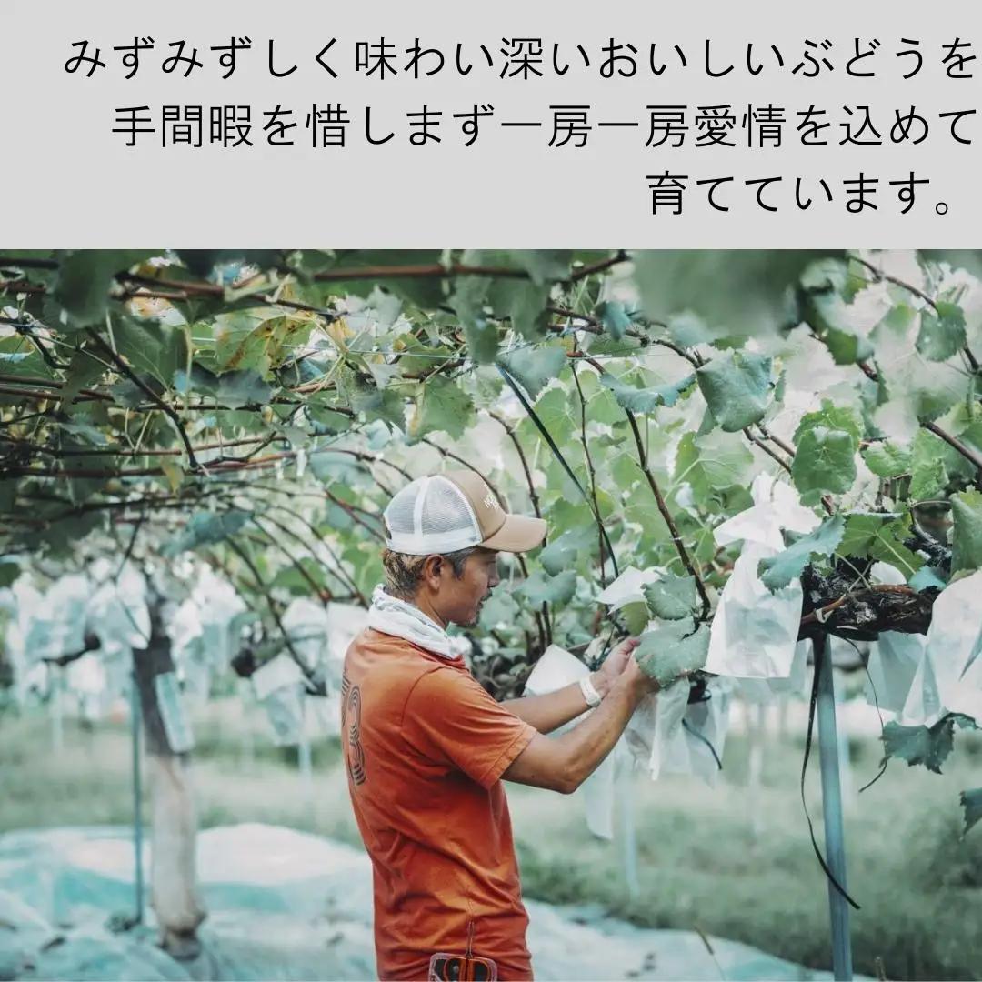 gems.grape　ぶどう三色セット（黒、緑、赤）B　約1.2kg以上　巨峰／シャインマスカット／サニードルチェ | シャインマスカット