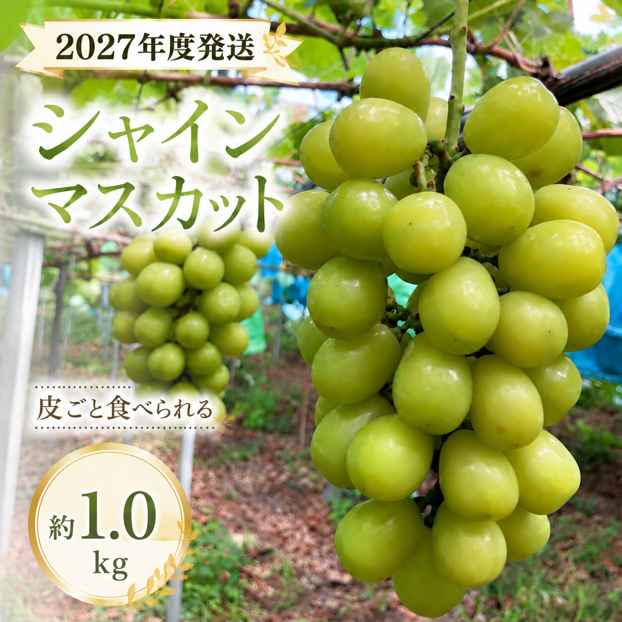 【ふるさと納税】2027年度発送！！ シャインマスカット 約1.0kg ／ フルーツ 果物 数量限定 皮ごと 奈良県 御所市