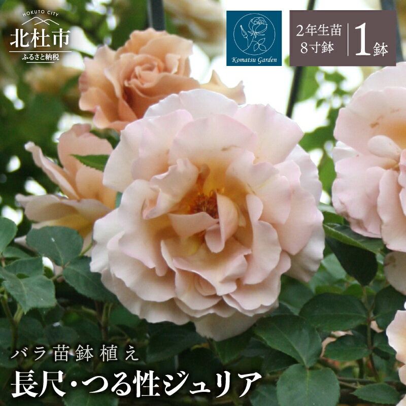 【ふるさと納税】 【2026年7月発送】 バラ 苗 鉢植え 1鉢 ジュリア ノイバラ台木 花 長尺 つる性 つるバラ 丸弁 平咲き 弱い返り咲 中香 8寸鉢 2年生苗 ガーデニング 初心者 母の日 父の日 誕生日 新築祝い 記念樹 育て方ガイド同梱 コマツガーデン 送料無料