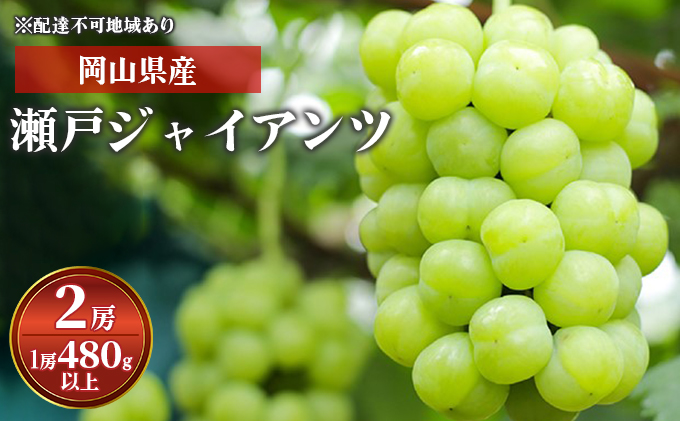 ぶどう 2024年 先行予約 瀬戸ジャイアンツ 2房 （1房 480g以上） 化粧箱入り ブドウ 葡萄  岡山県産 国産 フルーツ 果物 ギフト