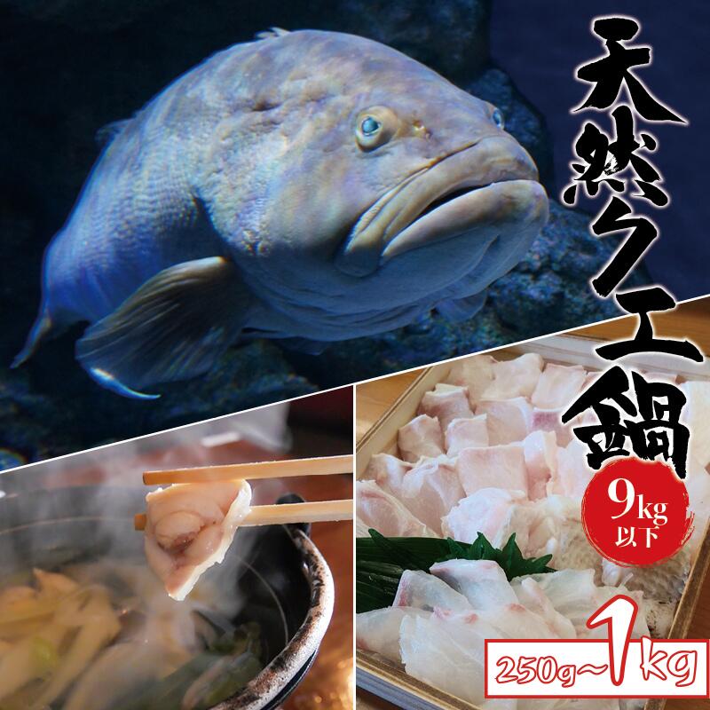 【ふるさと納税】 数量限定 天然 クエ 9kg 以下 クエ鍋セット 選べる1人前から4人前【2025年11月下旬から2026年2月下旬までに順次発送致します。】 / 高級 海鮮 お魚 魚 くえ鍋 クエ鍋 くえ くえ天然 海産物