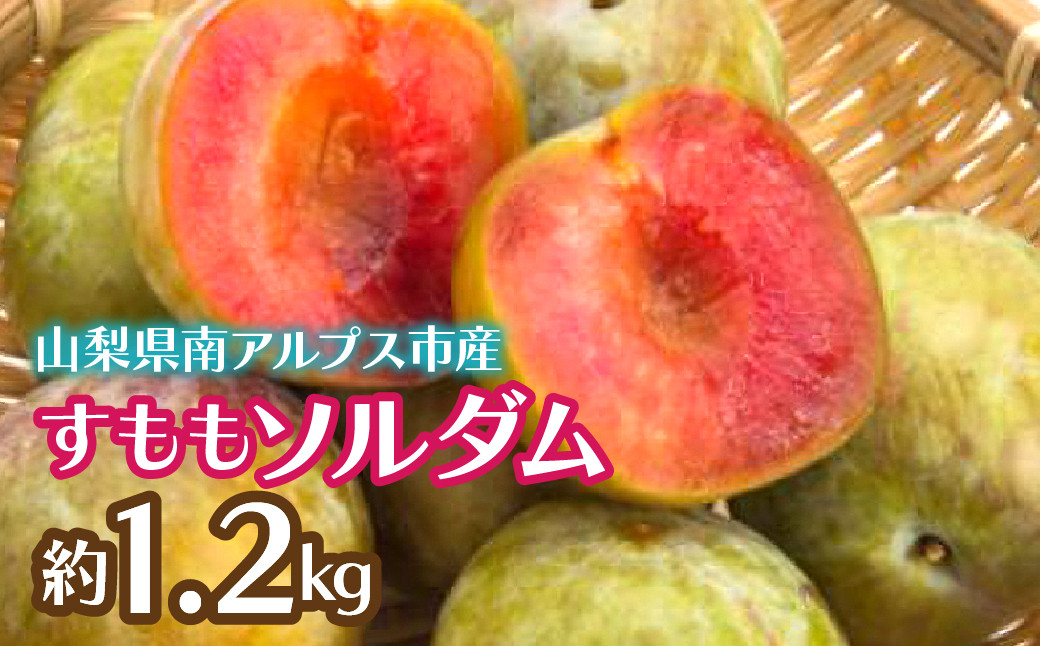
            【2025年発送先行予約】すももソルダム 約1.2kg ALPCZ003
          