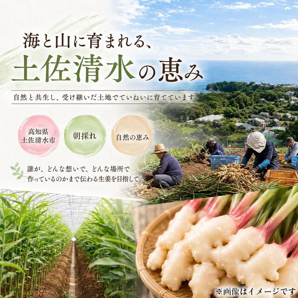 新生姜 1kg 水洗いのみ【R01771】