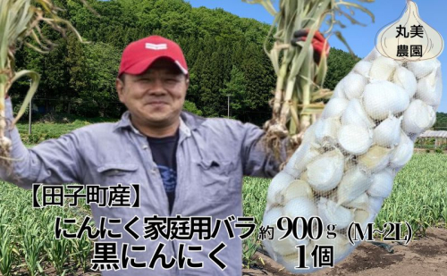 丸美農園 田子産にんにく家庭用バラ 約900g（M～2L）＋黒にんにく 1個