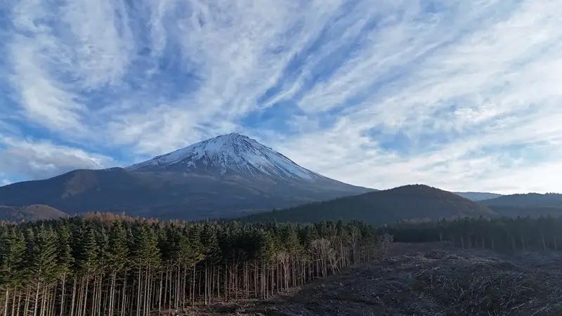 富士山の森づくり植樹代行(5本) NSAP001-b