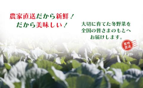 【早期受付・数量限定】＼とれたて新鮮／農家直送！アグリユウベの冬野菜セット（小）【2023年11月中旬～2024年2月下旬に１回発送】R5-397