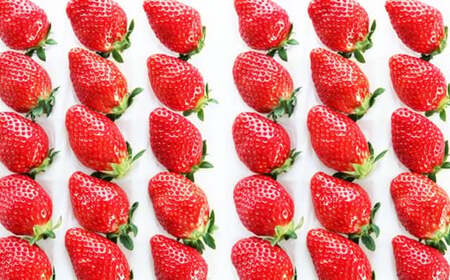 吉次いちご 24～33粒 700g以上【2026年1月上旬～3月下旬迄順次発送予定】果物 フルーツ イチゴ 苺