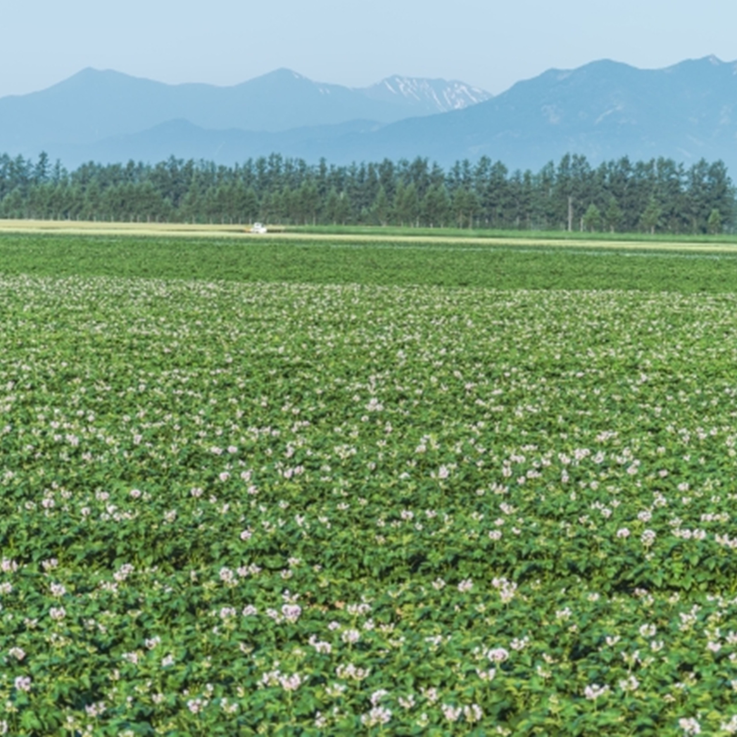越冬十勝野じゃがいもメークイン10kg	【2026年春出荷】（先行受付）［按田農場］