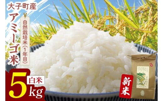 【先行予約】【11月中旬より順次発送予定】令和7年産 新米 5kg アミーゴ米 【白米】（コシヒカリ・天日干し米・自然栽培米 （1年目））｜茨城県 大子町 袋田 米 精米 おだがけ米 はざがけ米 いねかけ米 先行予約 農福連携 5キロ ミネラル成分（CA016)