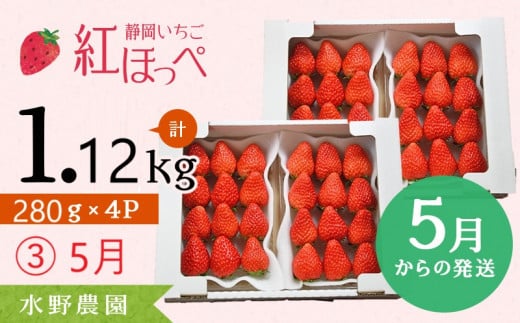 ６２７４　③ 5月 発送 いちご 掛川産 完熟いちご 紅ほっぺ 280g×４P 1.12ｋｇ (8～15粒入×4P) R7年3月から順次発送 ①3月 ②4月 ③5月 の中から発送時期をお選び下さい 水野農園  