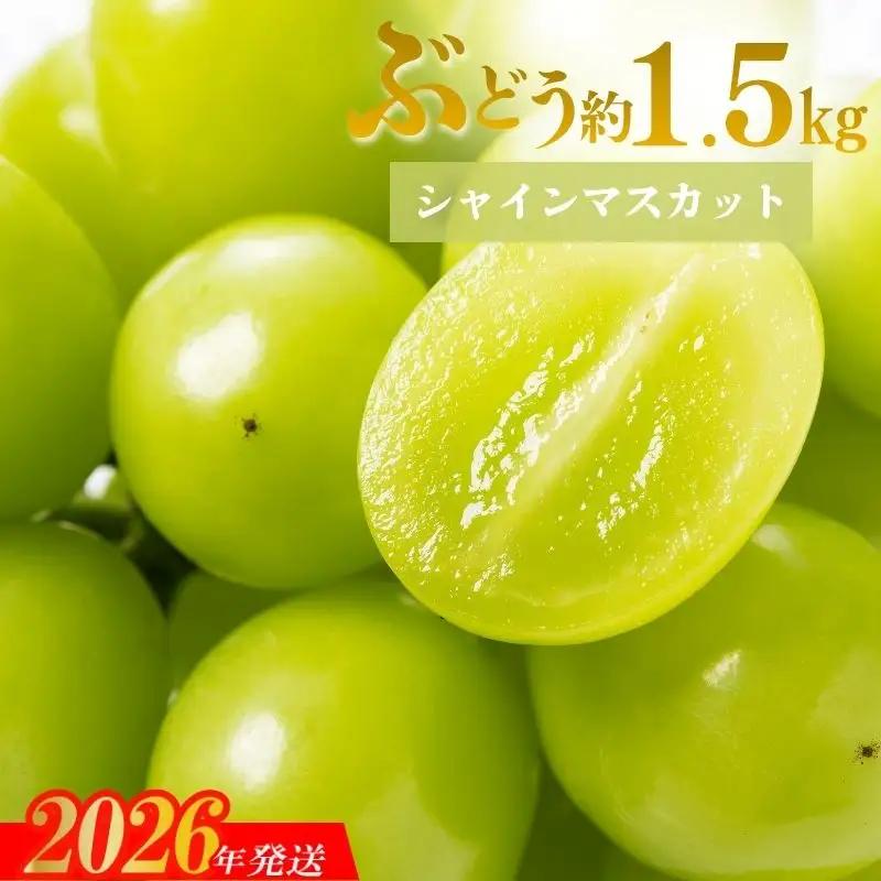 No.1710シャインマスカット 約1.5kg (2～3房)【2026年発送】