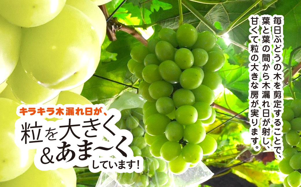 平山ぶどう園のシャインマスカット（種なし）700g × 1房 / KTRBV001 / シャインマスカット マスカット ますかっと 種なし ぶどう ブドウ 葡萄 令和7年発送