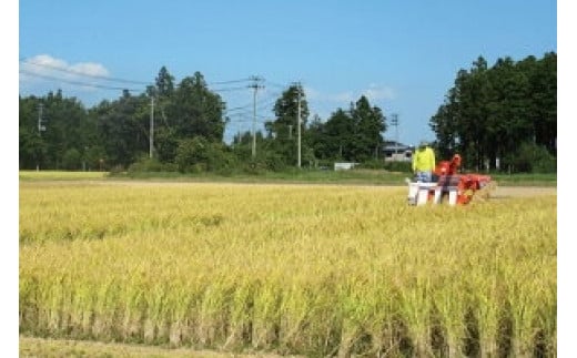 【3回定期便】 精米 令和7年産 宮城県産ひとめぼれ 計30kg (10kg×3回) [菅原商店 宮城県 加美町 ]   |sg-hb10-t3-r7