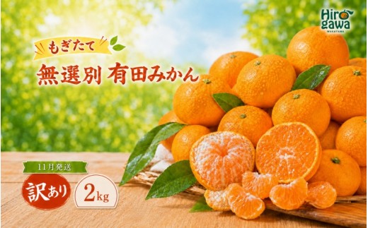 
                  もぎたて 無選別 有田 みかん 2kg 訳あり 11月 配送 / ミカン 蜜柑 柑橘 温州みかん 和歌山 有田 ※2026年11月上旬～11月下旬に順次発送 【oda004-c-2-11】
                