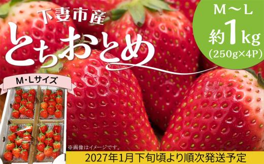 とちおとめ M ～ L 約1kg ( 250g × 4P ) いちご 下妻市産 【 2027年1月下旬頃～3月中旬頃発送予定 】 【 いちご イチゴ 苺 とちおとめ ジューシー 果物 フルーツ 甘み 】[SZR]