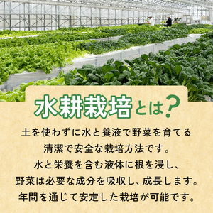 【定期便2回】【水耕栽培】野菜 詰め合わせ 合計 5袋 ( レタス チンゲン菜 小松菜 山東菜 水菜 わさび菜 ） 3 ～ 5 種類