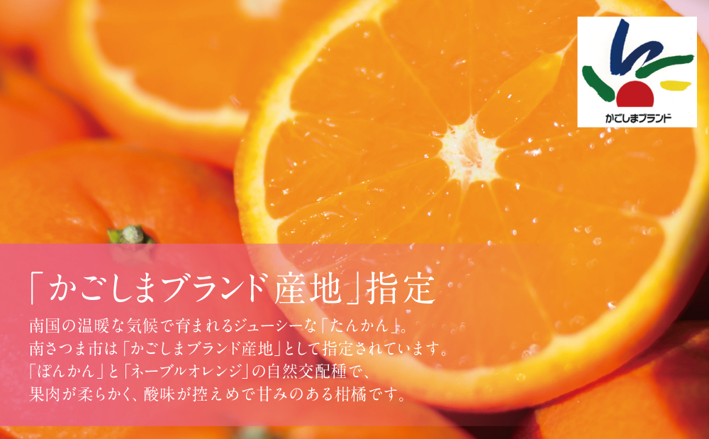 【2026年2月中旬発送開始】鹿児島県産 ブランドたんかん 約4.5kg かこしまブランド 果物 フルーツ 柑橘 常温 JA 南さつま市