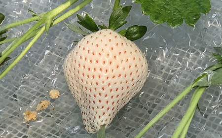 白い宝石（フルーツキャップ）1箱（約470g） / 佐賀県 / 手島農園 [41ABAB007]