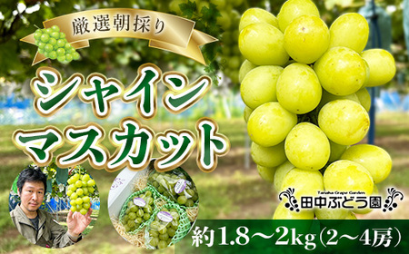 シャインマスカット 約1.8～2.0kg（2～4房）ぶどう＜2025年9月上旬頃～順次発送＞田中ぶどう園 厳選 朝採り シャインマスカット※発送前のご連絡はできませんので、ご注意ください※マスカット 甘い 大粒 グレープ 