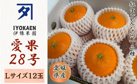 【2026年先行予約】 みかん 愛果28号 Lサイズ 12玉（みきゃん箱）【2026年11月下旬から順次発送予定】 紅まどんなと同一品種 愛媛 人気 柑橘 国産 フルーツ 伊豫果園 伊予市｜B527