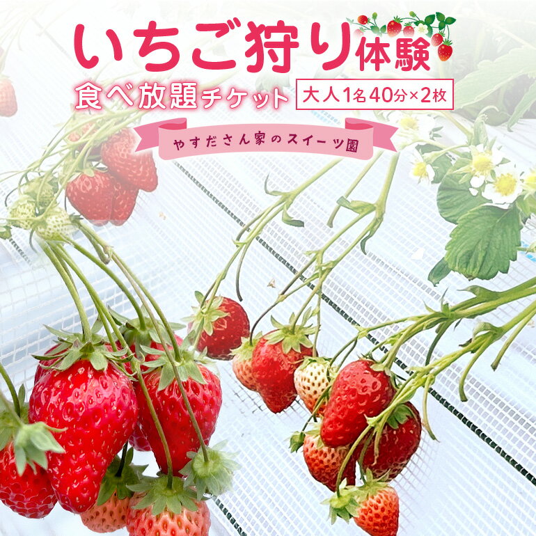 【ふるさと納税】やすださん家のスイーツ園 いちご食べ放題【ペアチケット】 大人1名40分食べ放題チケット×2 イチゴ 苺 いちご いちご狩り 食べ放題 フルーツ 果物 フルーツ狩り チケット 体験 茨城県 楽しい 季節 農園 果物狩り 味覚狩り 19-G