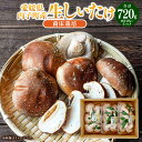 【ふるさと納税】内子町産 生しいたけ（菌床栽培） 約240g×3パック 合計約720g 椎茸 シイタケ きのこ キノコ 茸 愛媛県産 国産 四国 愛媛県 送料無料 (443)【えひめの町（超）推し！（内子町）】