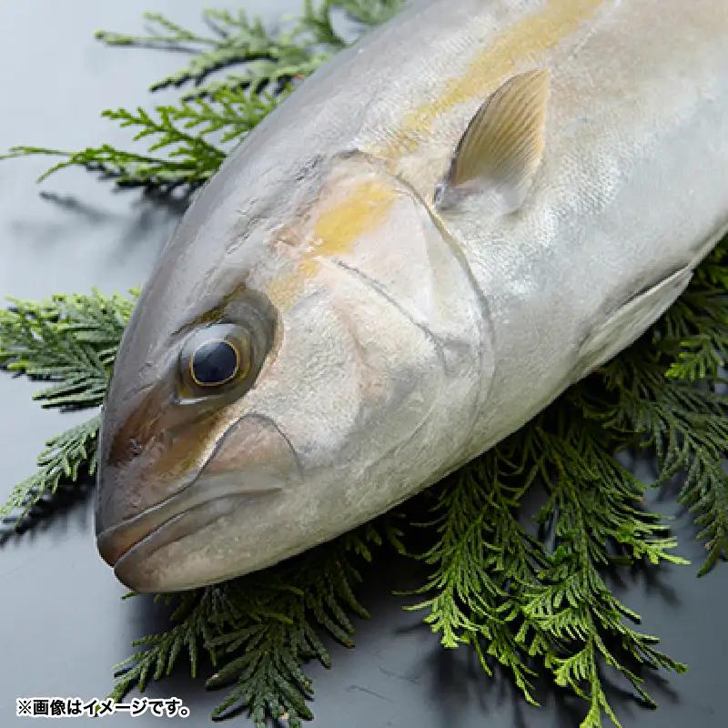 174-1 かのや カンパチロイン （ カマ入 ） KN001-001 魚 カンパチ