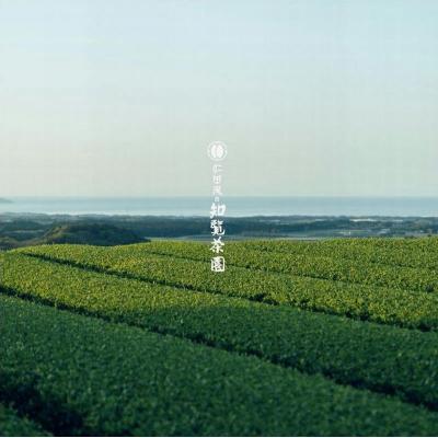 ふるさと納税 南九州市 【2026年6月〜順次発送】知覧茶園のオリジナルペットボトル24本入 |  | 03