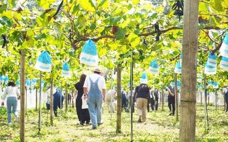 九州アルプスで育ち竹田市名水で実を付けた シャインマスカット 2房  （ 約300 ～ 約450g × 2房 ）【2026年9月上旬～10月上旬まで順次発送予定】