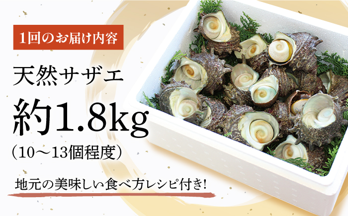 【3回定期便】平戸産を活きたまま天然活サザエ計5.4kg（約1.8kg×3回）【株式会社ひらど新鮮市場】[KAB162]/ 長崎 平戸 魚介類 天然 サザエ 定期便