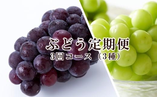 ぶどう 定期便 2024年 先行予約 晴れの国 岡山 の ぶどう定期便 3回コース 葡萄 ブドウ 岡山県産 国産 セット ギフト[No.5220-1343]