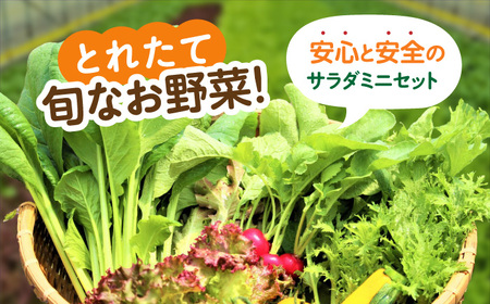 ＜植物性で育てた葉野菜ブランド＞ サガンベジオーガニックサラダミニセット 7種×1パック 有機JAS 佐賀県/株式会社サガンベジ[41ANCH001]