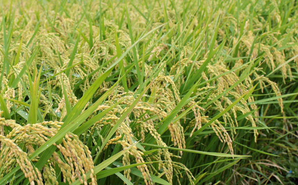 福岡県産夢つくし 研ぐお米 10kg お米 ご飯 ブランド米