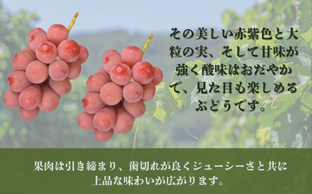 【2026年先行予約】クイーンニーナ 約1kg（2~3房）|ぶどう ぶどう