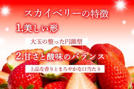 [先行予約] 日光産 プレミアムいちご「スカイベリー」 約300g×2パック 計約600g 【2027年1月中旬から順次発送】 [0968]