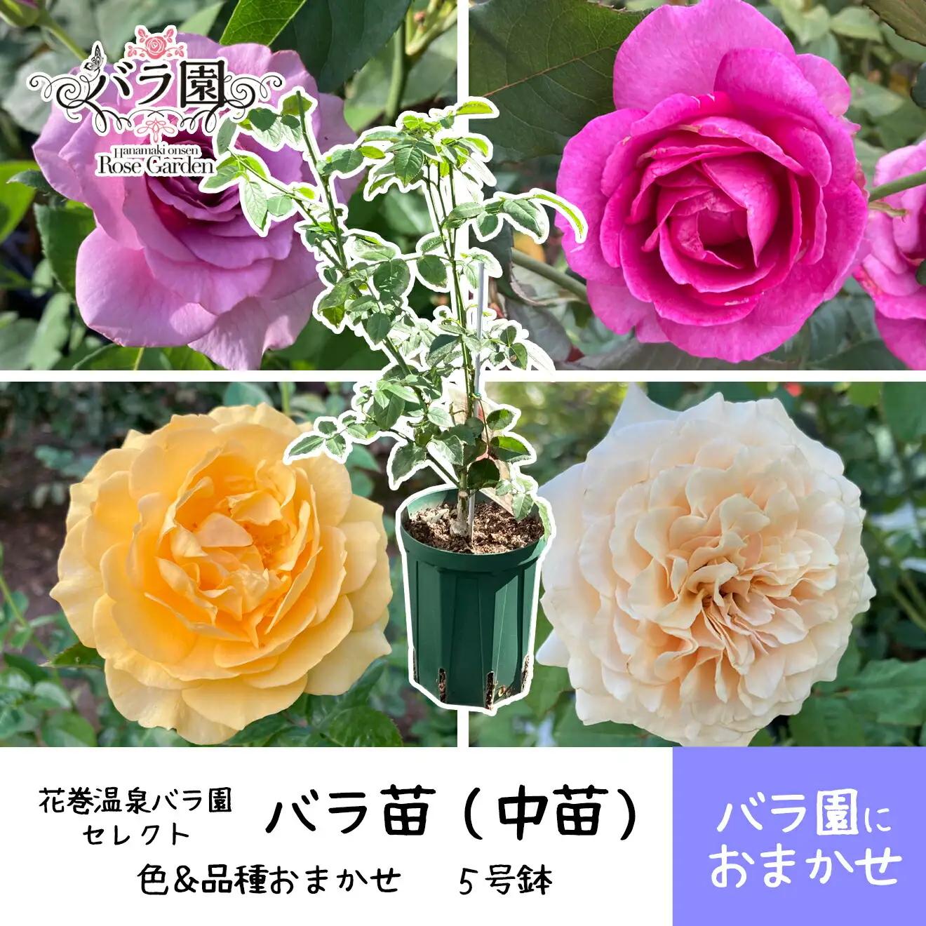 ＜園長セレクト♪＞花巻温泉バラ園で育った「バラ中苗」5号サイズ -園長におまかせ-【1856】-<2026年3月より発送>
