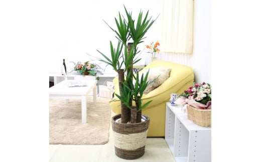 《先行予約》【観葉植物】青年の木（ユッカ）8号 ストライプバスケット鉢カバー 土の表面：ウッドチップ ｜観葉植物 インテリア 部屋 おしゃれ 福岡県筑前町 送料無料