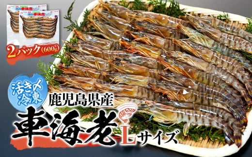 鹿児島県産 活き〆冷凍 車海老（養殖）Lサイズ 計600g（300g 14～16尾2パック）セット