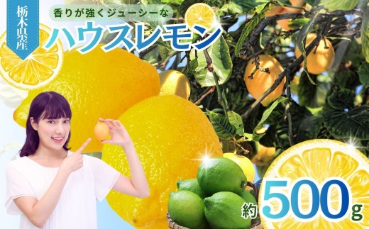 【2026年 先行予約】【500g】真岡市産 ハウス レモン ｜2026年11月中旬~ れもん 果汁 国産 真岡市 栃木県 限定 送料無料