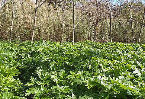 国産 明日葉茶（3個セット）：B220-007