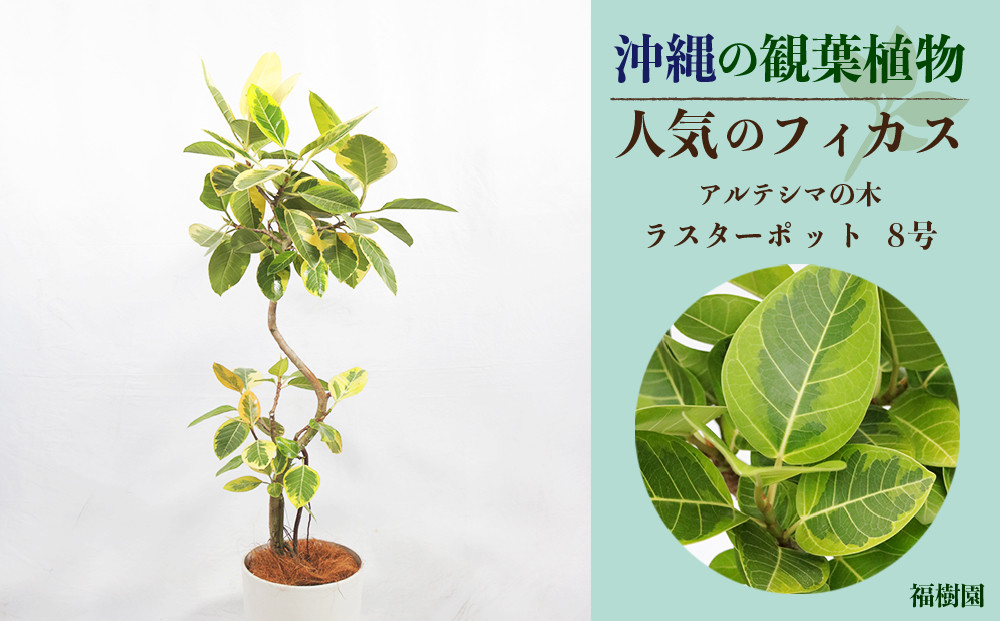 
                  沖縄の観葉植物 人気のフィカス アルテシマ8号 ラスターポット
                