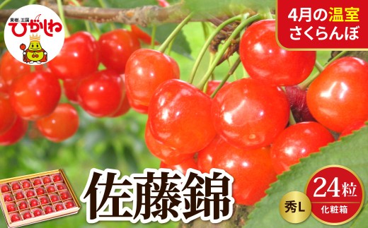 【2027年産 先行予約】 採れたて！4月の温室さくらんぼ「佐藤錦」 秀L 24粒化粧箱 山形県 東根市 晴天畑提供 hi026-065-r9 サクランボ フルーツ 果物 くだもの 加温 佐藤錦 期間限定 先行受付 24粒 化粧箱入り 冷蔵配送 グルメ ご当地 特産直送