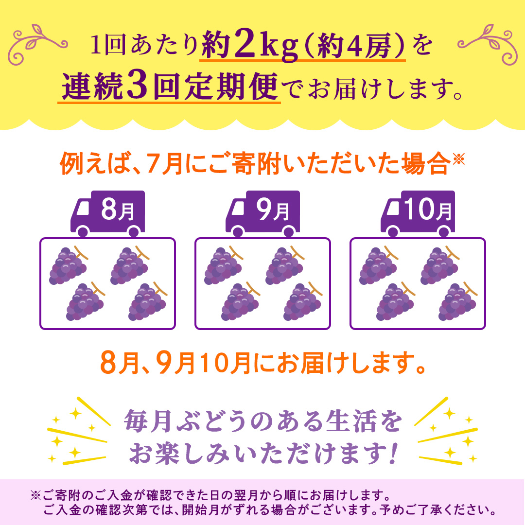 【定期便】3か月連続でお届け！ナガノパープル 約2kg （約4房）【2026年8月より発送開始】（茨城県共通返礼品 [ぶどう]：結城市産） ぶどう ブドウ 葡萄 ナガノパープル 種なし 皮ごと 高級 
