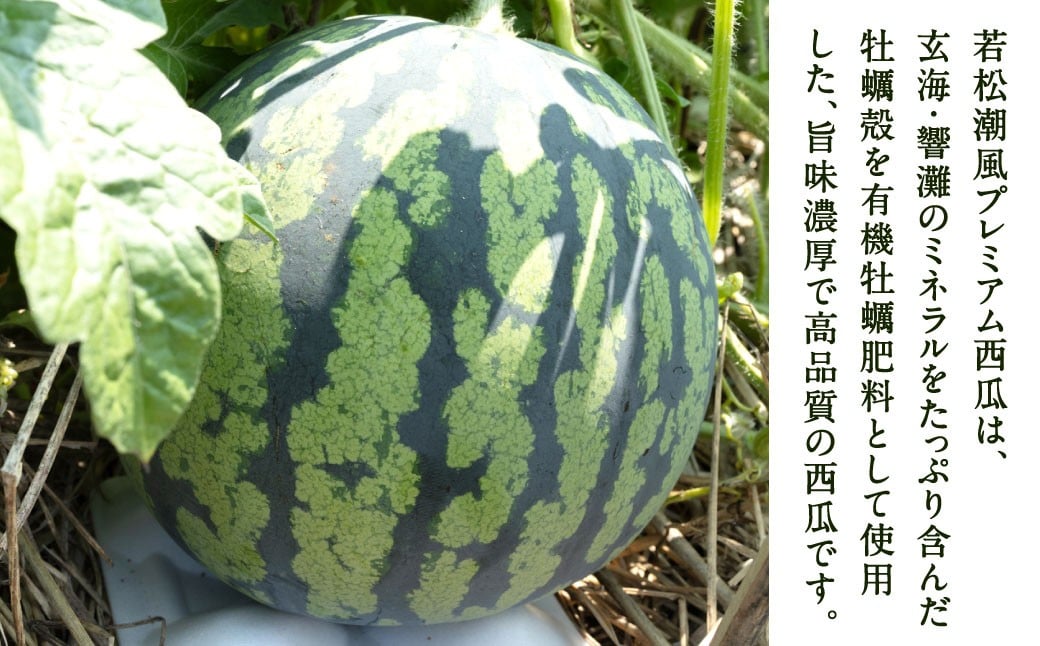 福岡県 北九州市 若松産 【優等品】 潮風プレミアム 西瓜 約7kg（1玉入り）