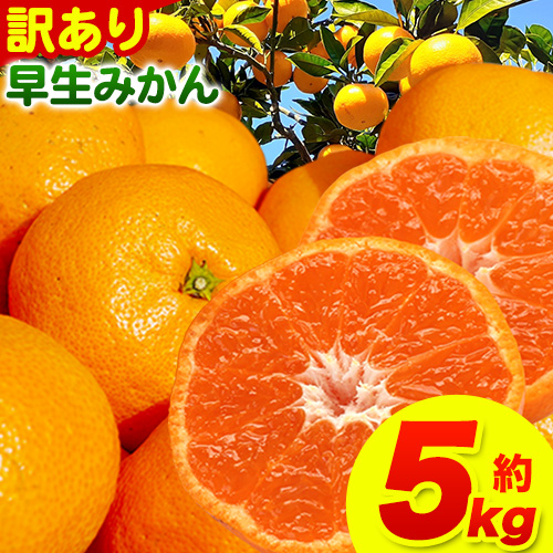 みかん 和歌山 訳あり 早生 みかん 5kg ( サイズ おまかせ ) どの坂果樹園《12月上旬-2027年2月上旬頃出荷予定》 和歌山県 日高町 産地直送 家庭用 規格外 不揃い 果物 柑橘 サイズ 不選別 訳ありみかん わけありみかん 送料無料