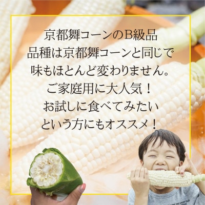 【ロックファーム京都】しこみちゃん 京都舞コーンのB級品(ホワイトコーン)　白いトウモロコシ【配送不可地域：離島・北海道・沖縄県・東北】